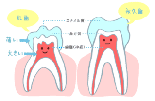 乳歯と永久歯